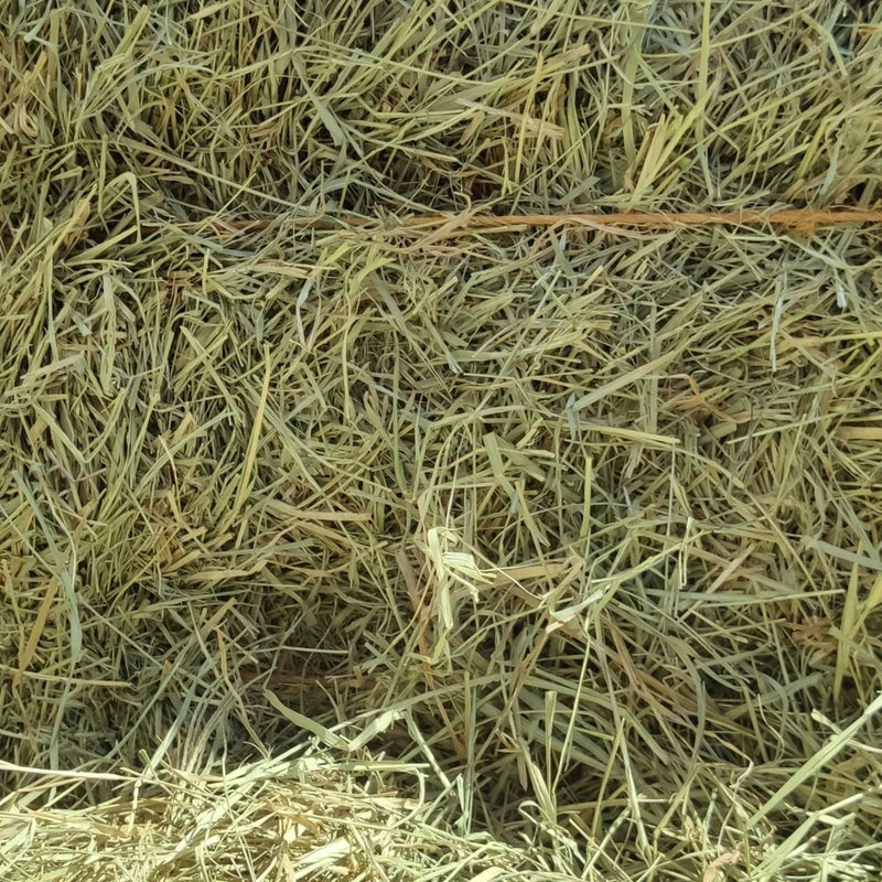 Feno Tifton 1kg para coelho, hamster e porquinho da Índia